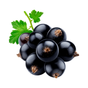 Black Currant